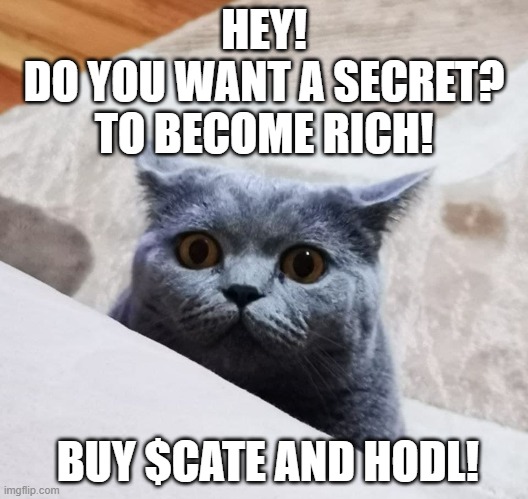 My cat teaches to be rich!