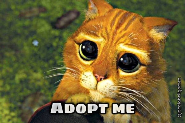 Adopt a cat ? | NFT Billionaire