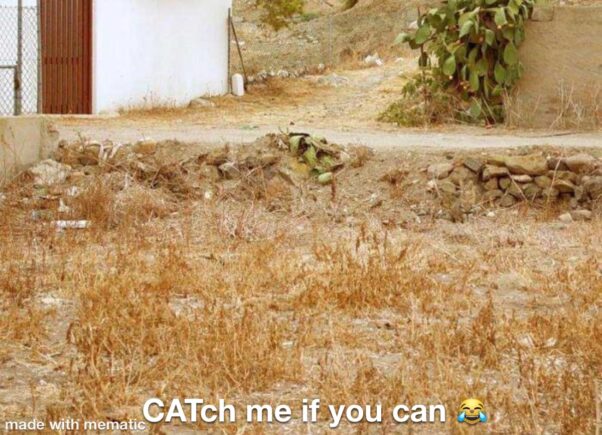 Catch me if you can ?
