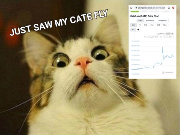 No one thinks that cat can fly