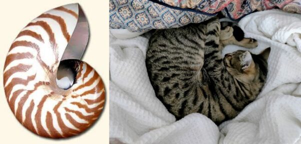 It's time for everyone's favourite obscure game – Cat or Seashell!