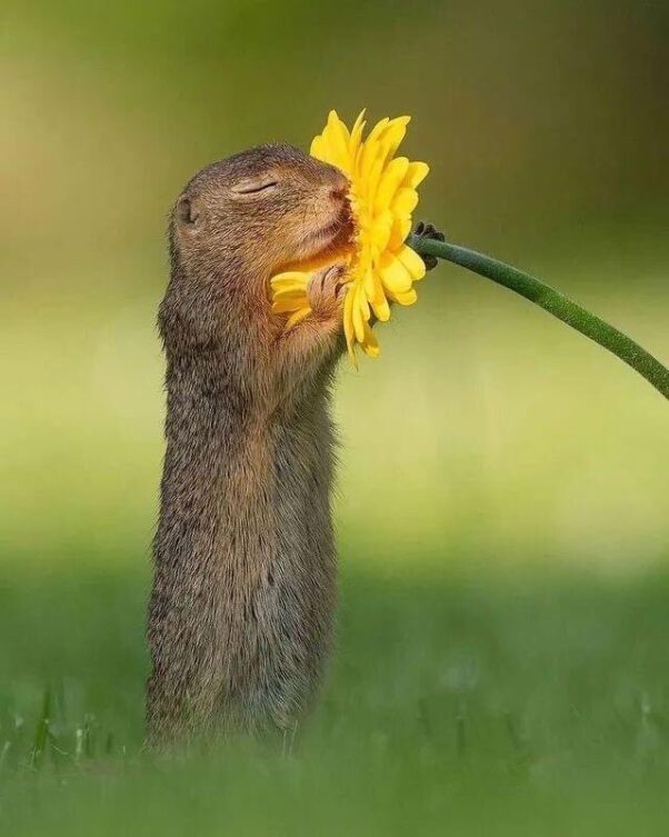 Squirrel smells flower