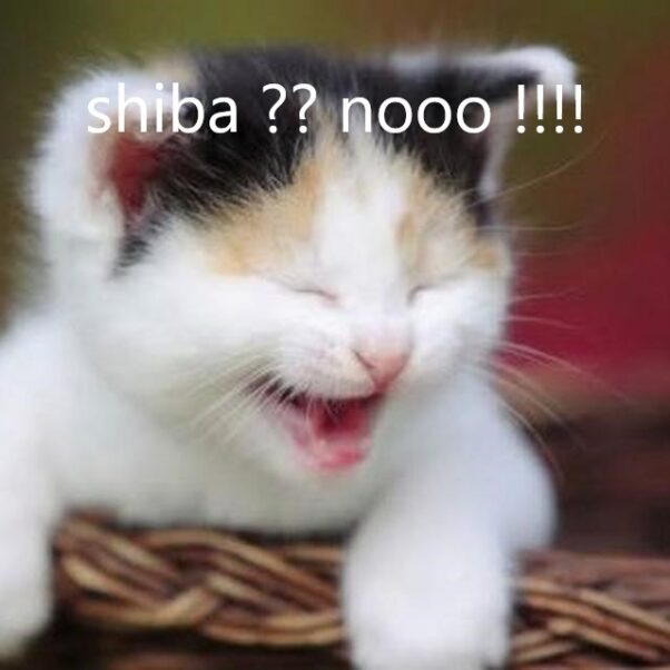 CAT LAUGHING BECAUSE YOU BUY SHIBA BUT DON'T BUY CATE COIN