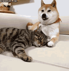 Doge and Cate are close friends