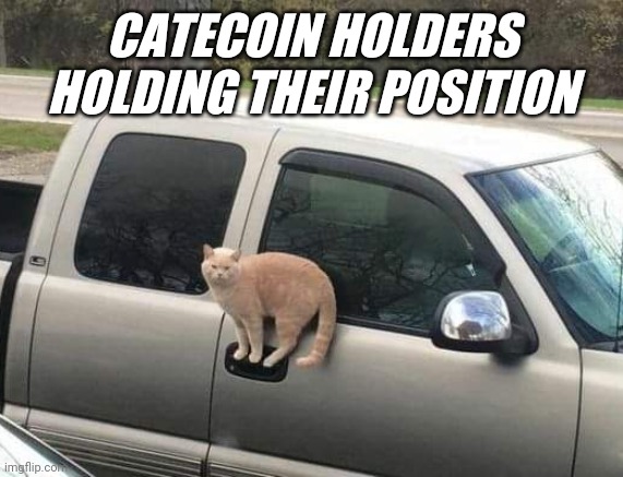 Catecoin to the moon!