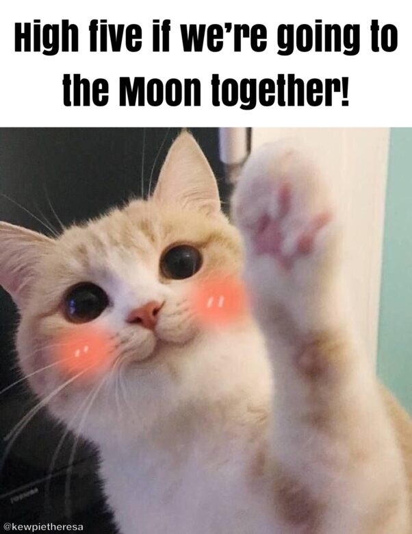 CATE TO THE MOON