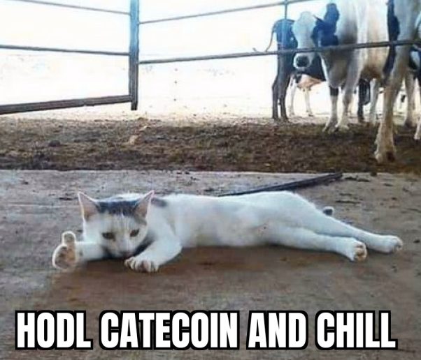 HODL CATECOIN – Thumbs Up