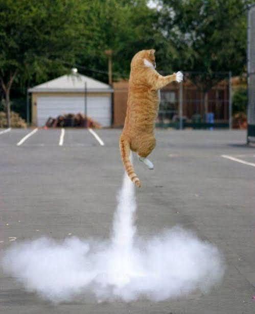 Catecoin ready for lift off! 🚀🚀🚀