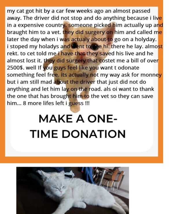 Not my ways but pls help pay for the vet wit ha small donation in CATE