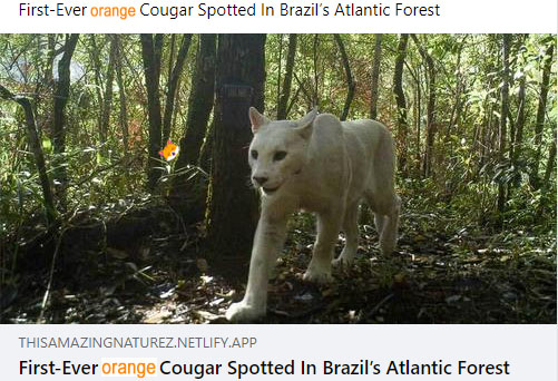 WOW! When you see it! What a discovery – that Orange cougar is so cute!