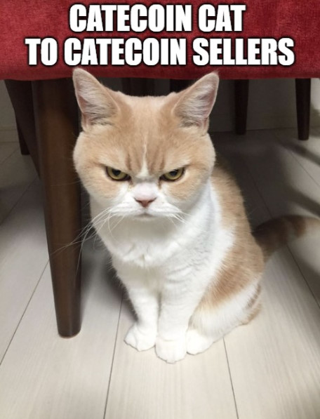 HODL your CateCoin! 1000x coming!