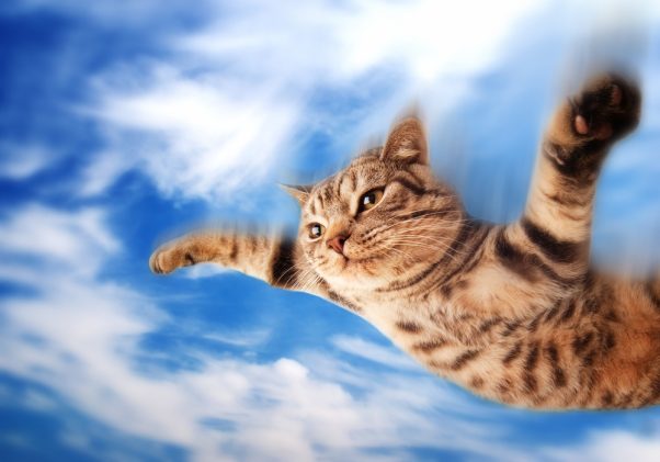 Flying Cate 🐱🐱🐱