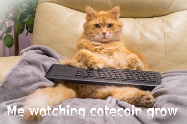 Relaxing and watching catecoin price go up