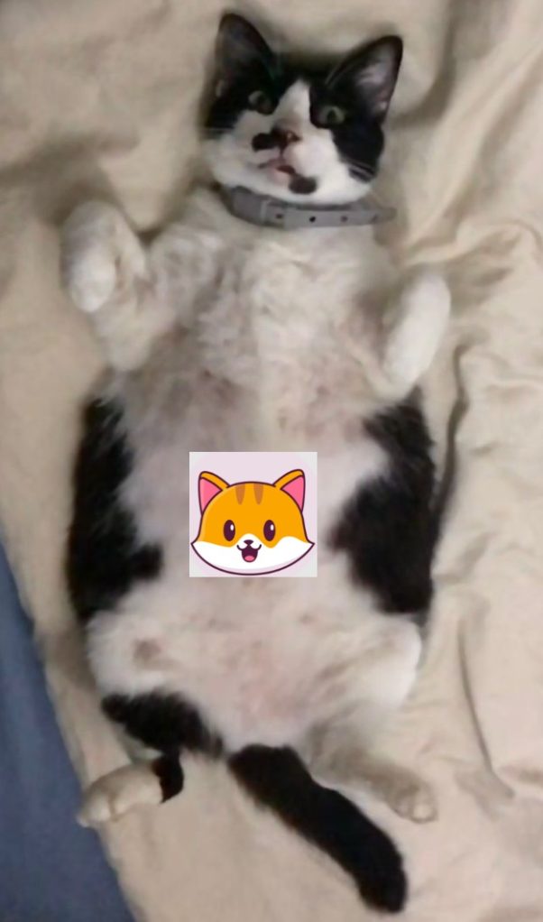 Chonky cat says HODL!