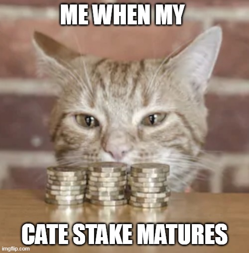 Me Getting Rich Staking my Catecoin