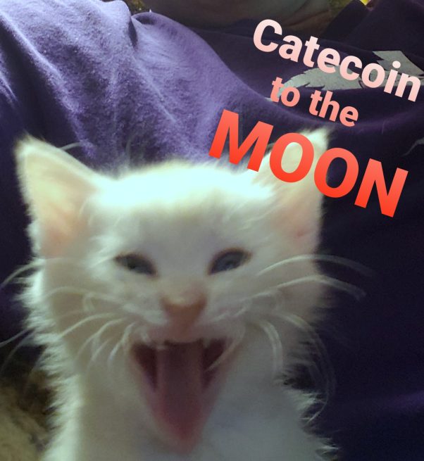 Catecoin to the moon