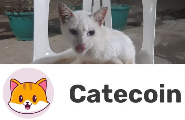 Catecoin! Catecoin! Catecoin!