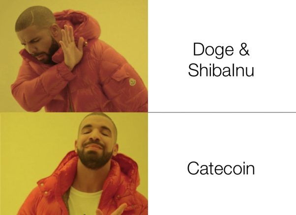 CATE a doge & shiba inu rival