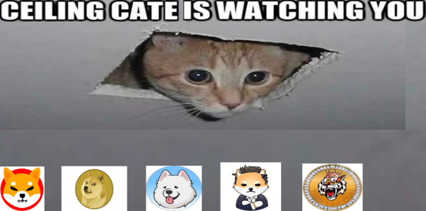 CateCoin Broke the Ceiling