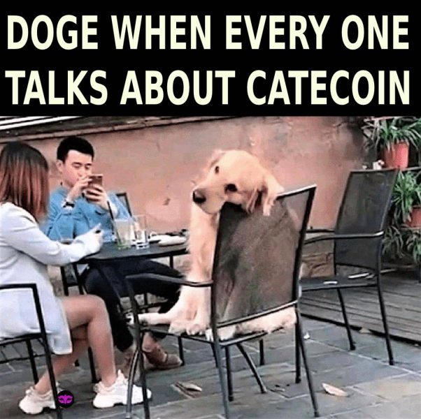 Why doge is sad when everyone talks about catecoin?