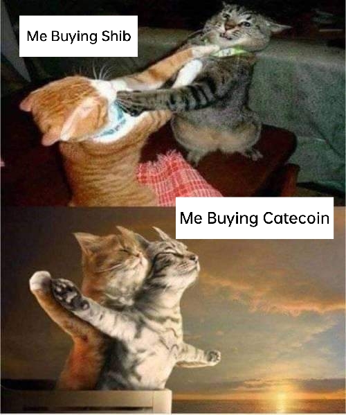Me buying Shib vs Me buying Catecoin