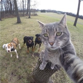 This Cat Is Leading the Dogs