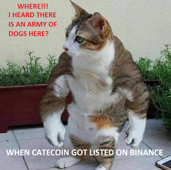 Catecoin on Binance : where are those dog army!