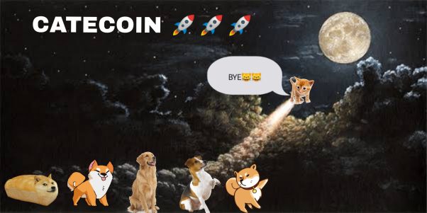 CATE COIN to the moon
