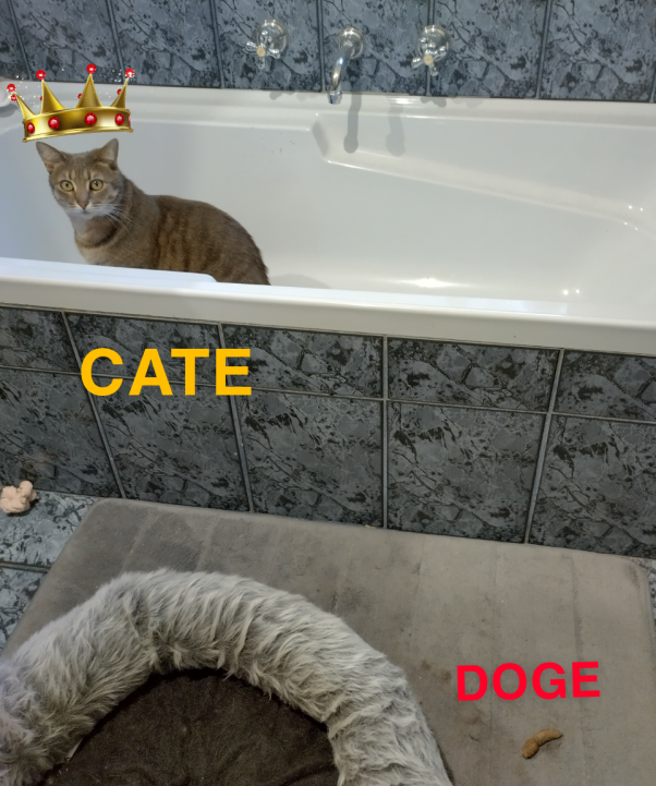 Cates always be Kings