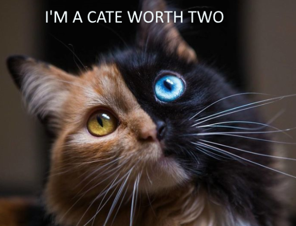 I'M A CATE WORTH TWO
