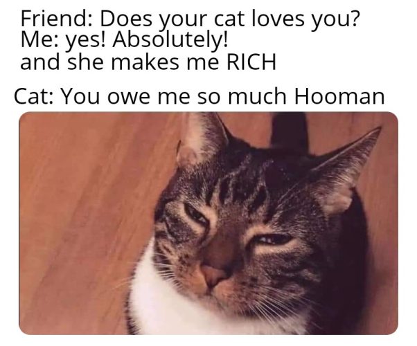Cat's Impression when she realised she makes you Rich