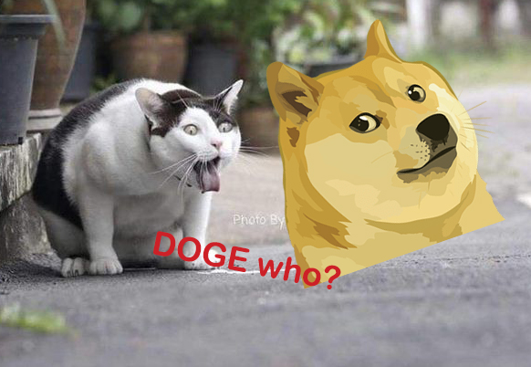 DOGE whooooooooo?