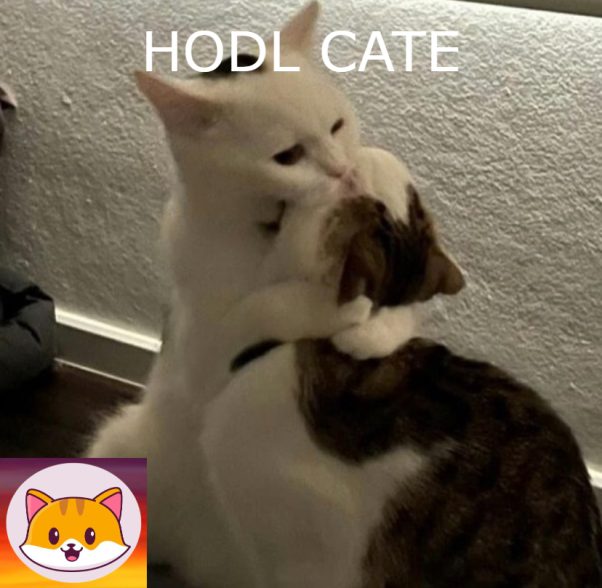 <KEEP HODLING CATE>