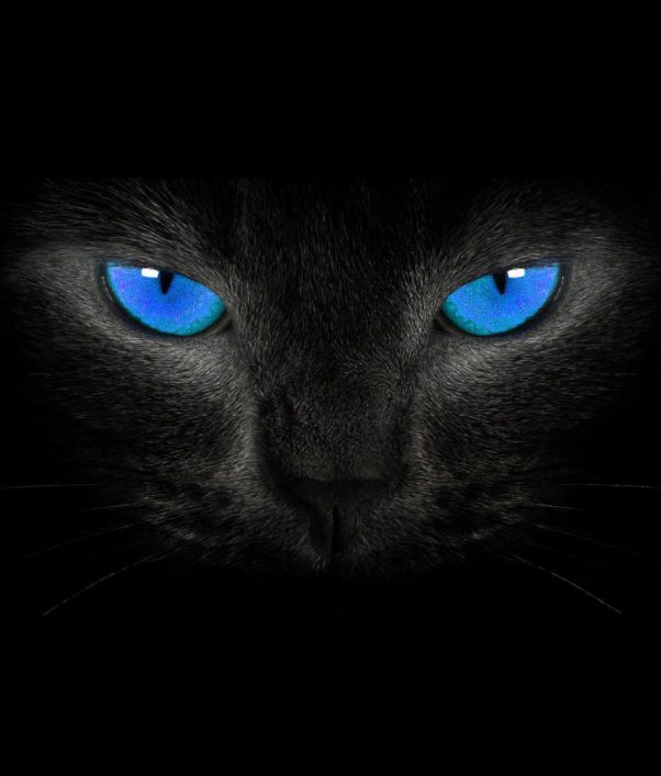 black cat nice eyes