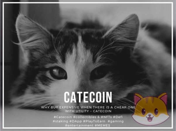 Catecoin to the Moon