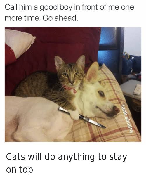 Threatening cat