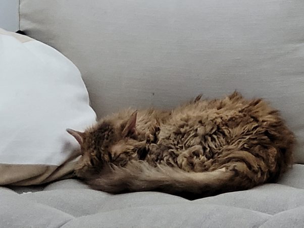 Selkirk cat sleeping well
