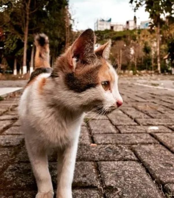 Beautiful and elegance cat