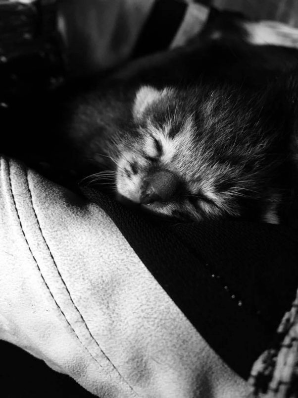 sleeping cute cate