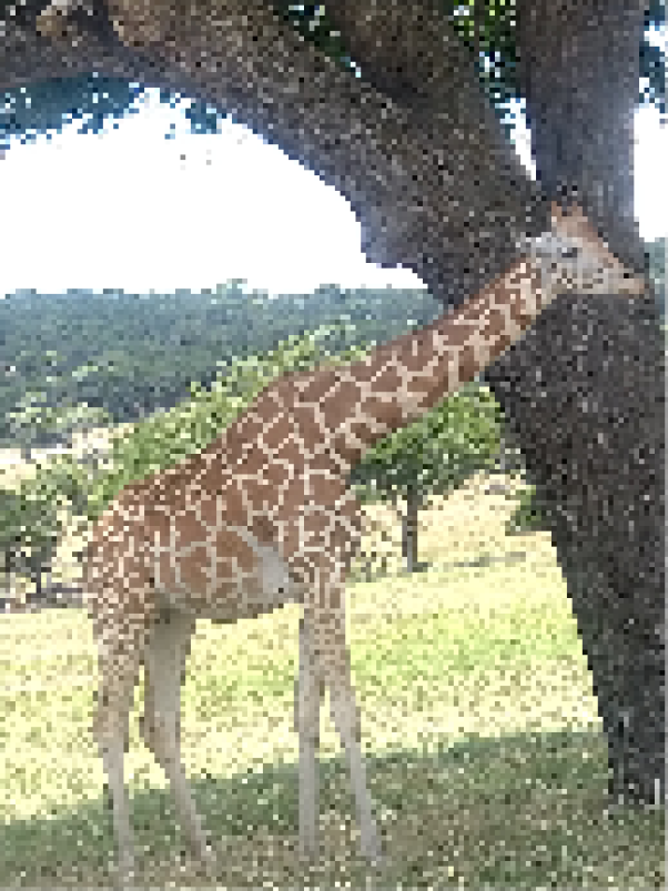 A Pixel Giraffe Eating