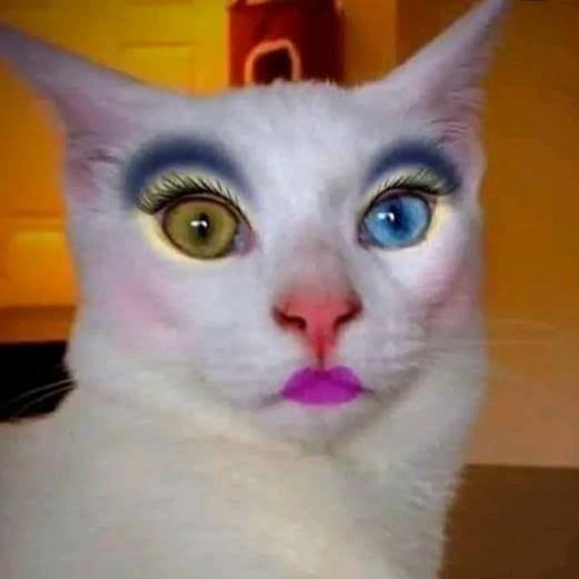beautiful cat with full make up