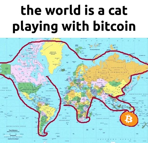 World Is cat playing with bitcoin